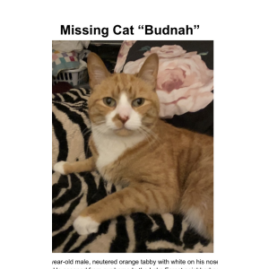 Lost Cat Budnuh