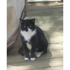Lost Cat Figaro - Figgy