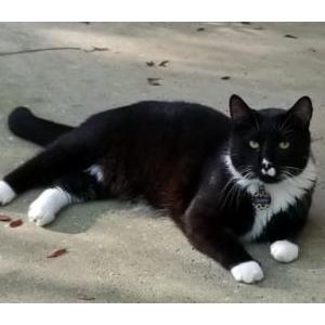 Lost Cat Oliver (Leroy)