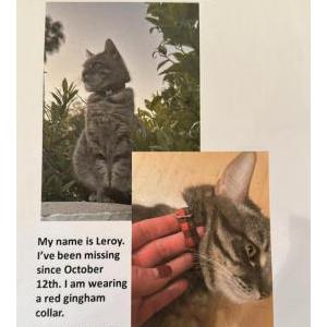Image of Leroy, Lost Cat