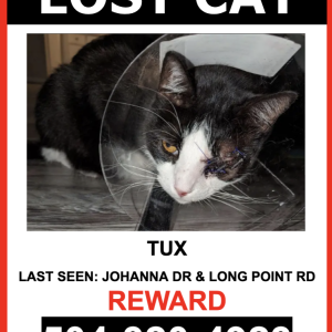 Lost Cat TUX