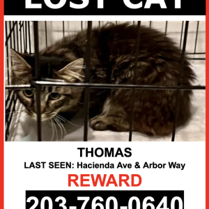 Lost Cat Thomas