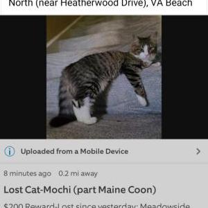 Lost Cat Mochi