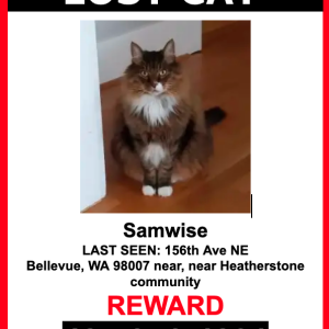Lost Cat Samwise