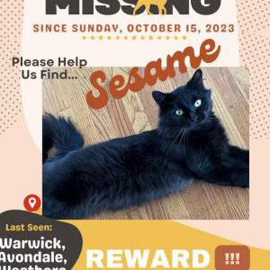 Lost Cat Sesame Bun