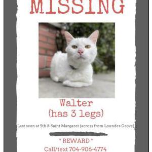 Lost Cat Walter