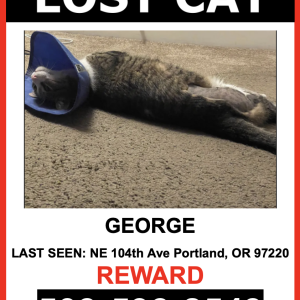 Lost Cat George