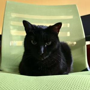 Image of Fig (Black Cat), Lost Cat