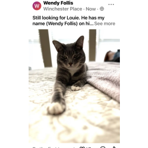 Lost Cat Louie