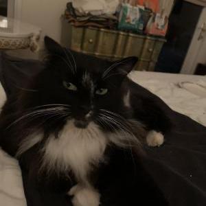 Image of Whiskers, Lost Cat
