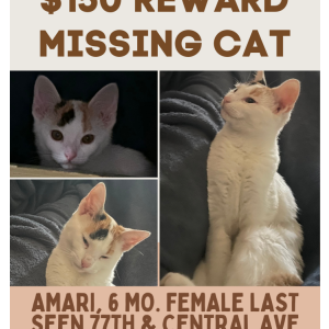Lost Cat Amari