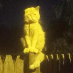 Image of MARMALADE, Lost Cat