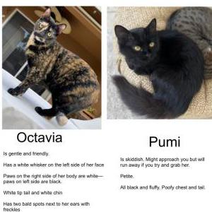 Lost Cat Pumi and Octavia