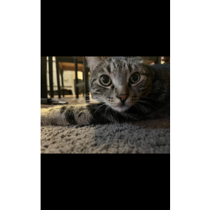 Image of Radlee, Lost Cat