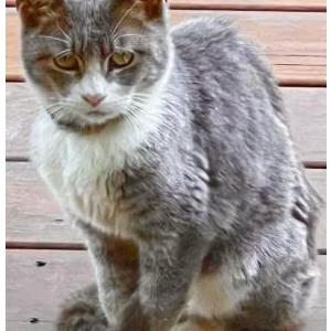 Image of Gray/White w/collar, Found Cat