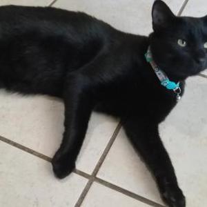 Image of Damian, Lost Cat