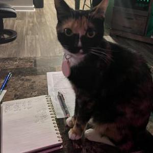 Lost Cat Lizzy