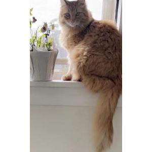 Image of Michu, Lost Cat