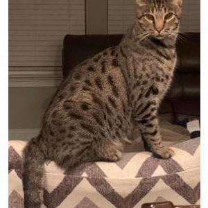 Image of Timon, Lost Cat