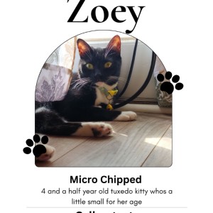 Lost Cat Zoey