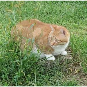 Image of Hunter Orangey, Lost Cat