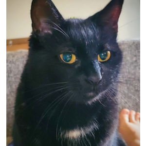Image of Timmie, Lost Cat