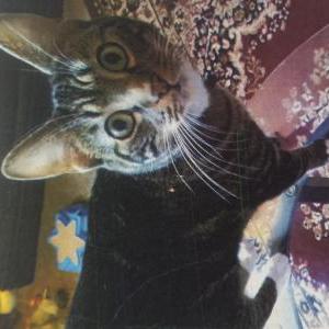 Image of Niko Angelo, Lost Cat