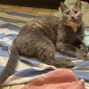 Found Cat Diluted Tortie