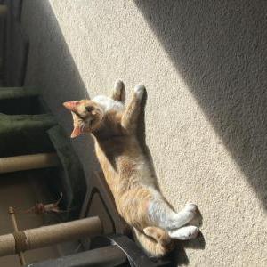 Image of Sunshine, Lost Cat