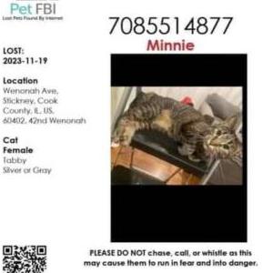 Lost Cat Minnie