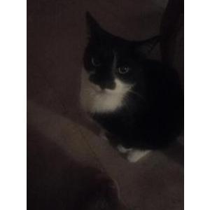 2nd Image of Gata, Lost Cat