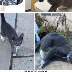 Lost Cat Roxy Sox