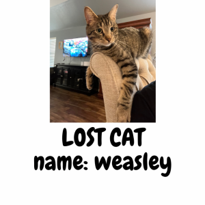 Lost Cat Weasley
