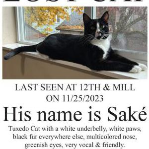 Lost Cat Saké