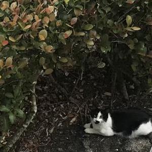 Found Cat Unknown w/2 kittens