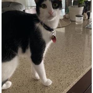 Image of Traffy, Lost Cat