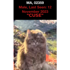 Image of Cuse, Lost Cat