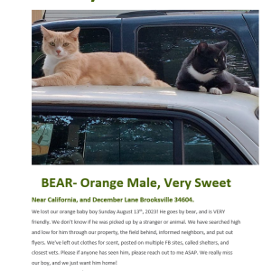 Image of Bear, Lost Cat