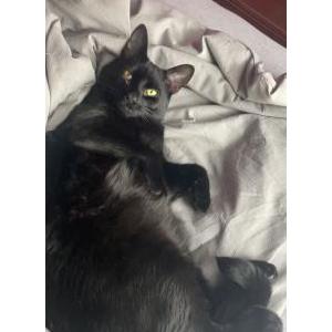 Image of Maze, Lost Cat