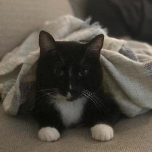 Image of Omar, Lost Cat
