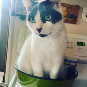 Lost Cat Vladimir