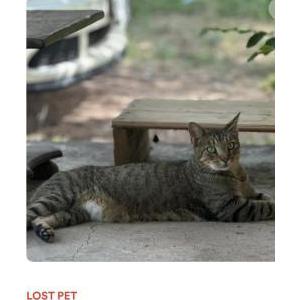 Lost Cat Chester