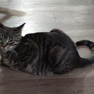 Image of ryder, Lost Cat