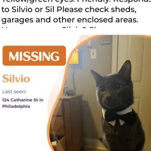 Lost Cat Silvio