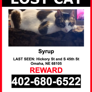 Image of Syrup, Lost Cat