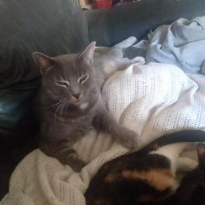 Image of Eepee, Lost Cat