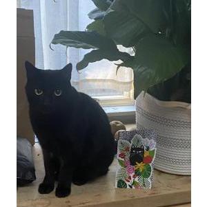 Image of Miso, Lost Cat