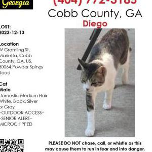 Image of Diego, Lost Cat