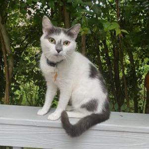Lost Cat Scooter