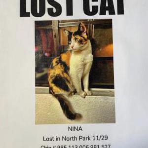 Lost Cat Nina